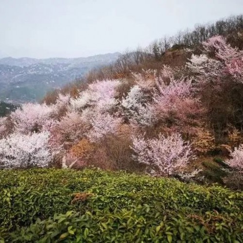 鸡公山景区：【行走河南·读懂中国】—义阳三关·平靖关篇